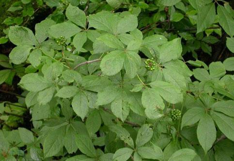Siberian Ginseng Extract Powde